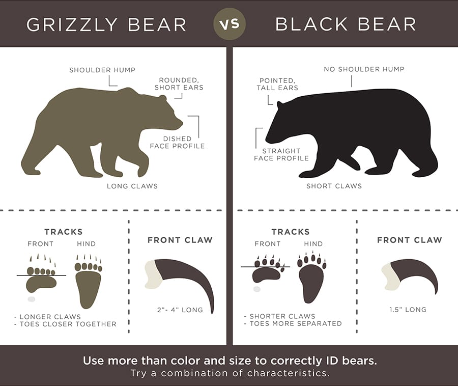 Grizzly vs Black bear